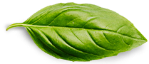 basil leaf 7